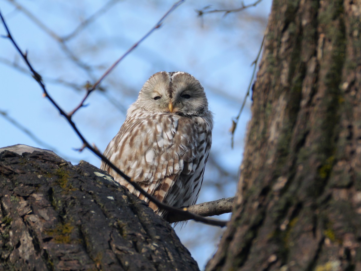 Ural Owl - ML644348873
