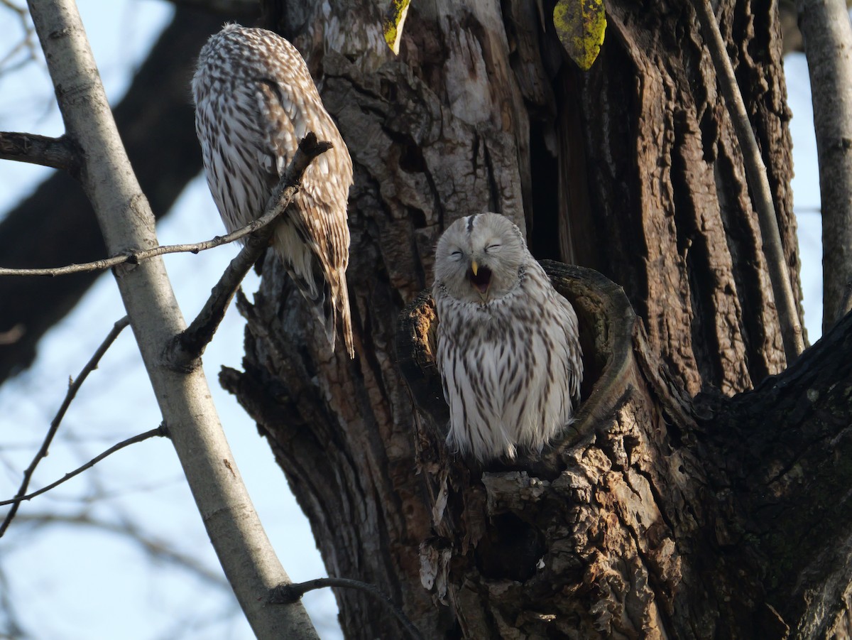 Ural Owl - ML644348874