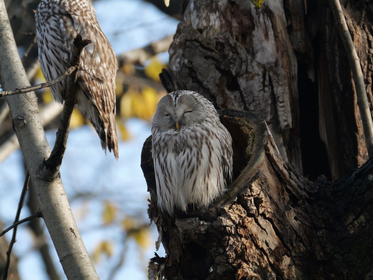 Ural Owl - ML644348875
