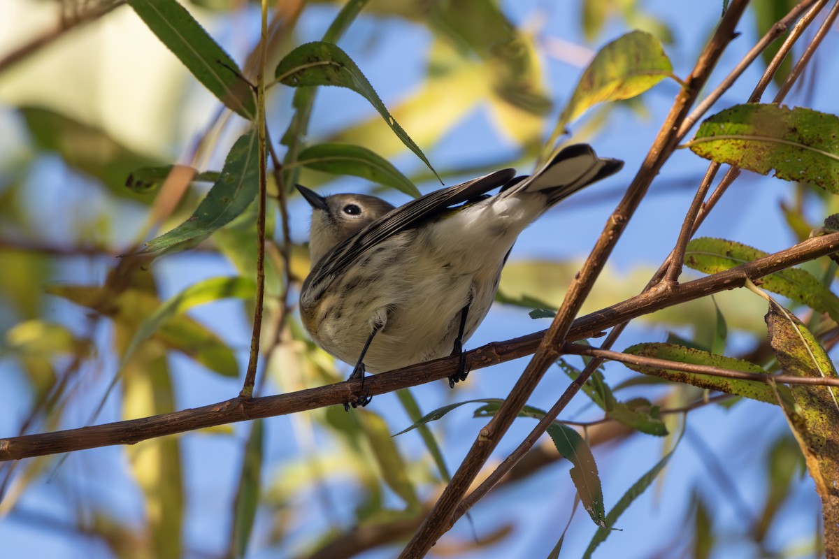 Пісняр-лісовик жовтогузий - ML644348882