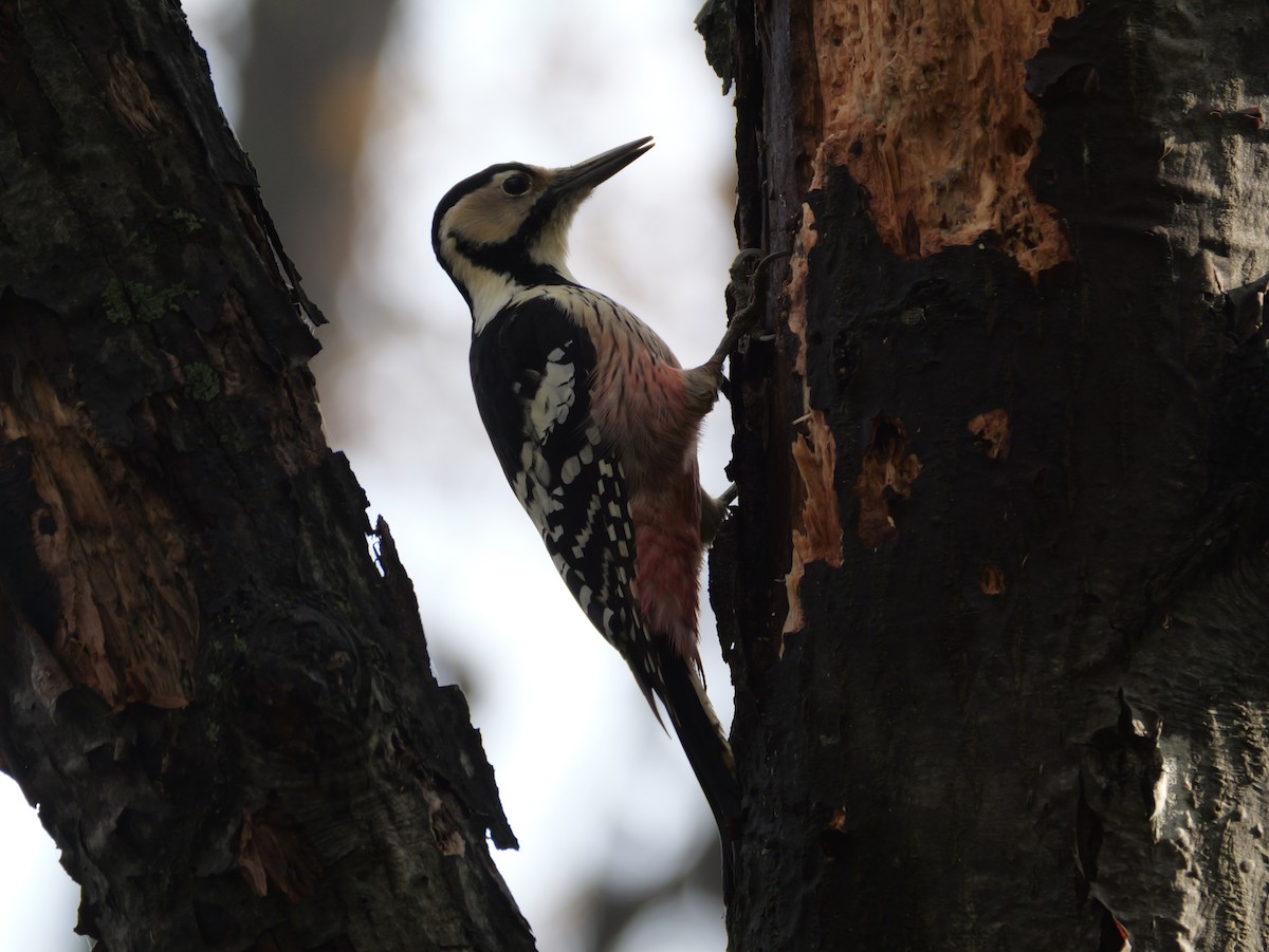 Хондлой цагаан тоншуул - ML644348885