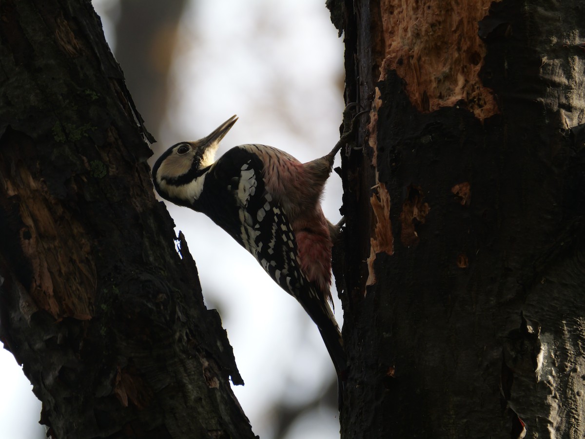 Хондлой цагаан тоншуул - ML644348886