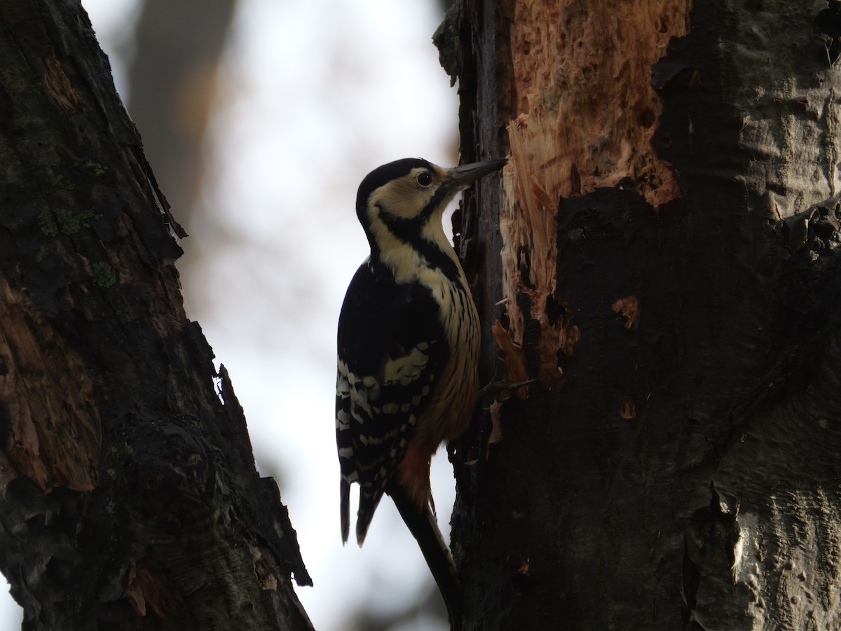Хондлой цагаан тоншуул - ML644348887