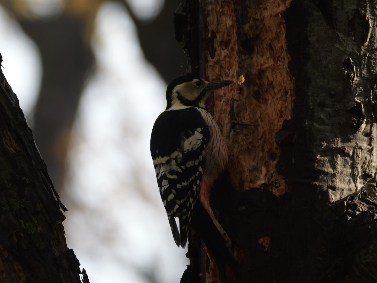 Хондлой цагаан тоншуул - ML644348888