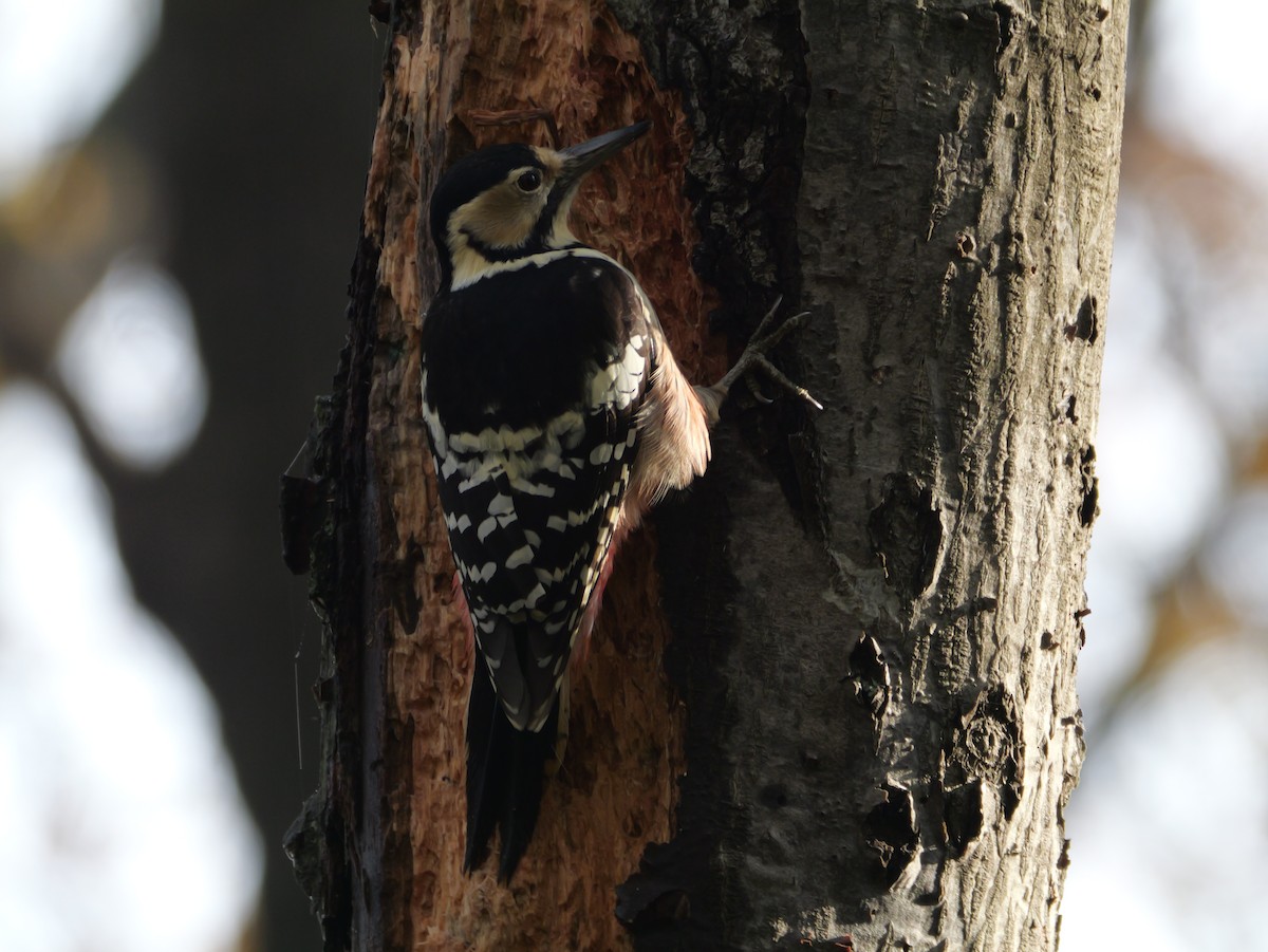 Хондлой цагаан тоншуул - ML644348889