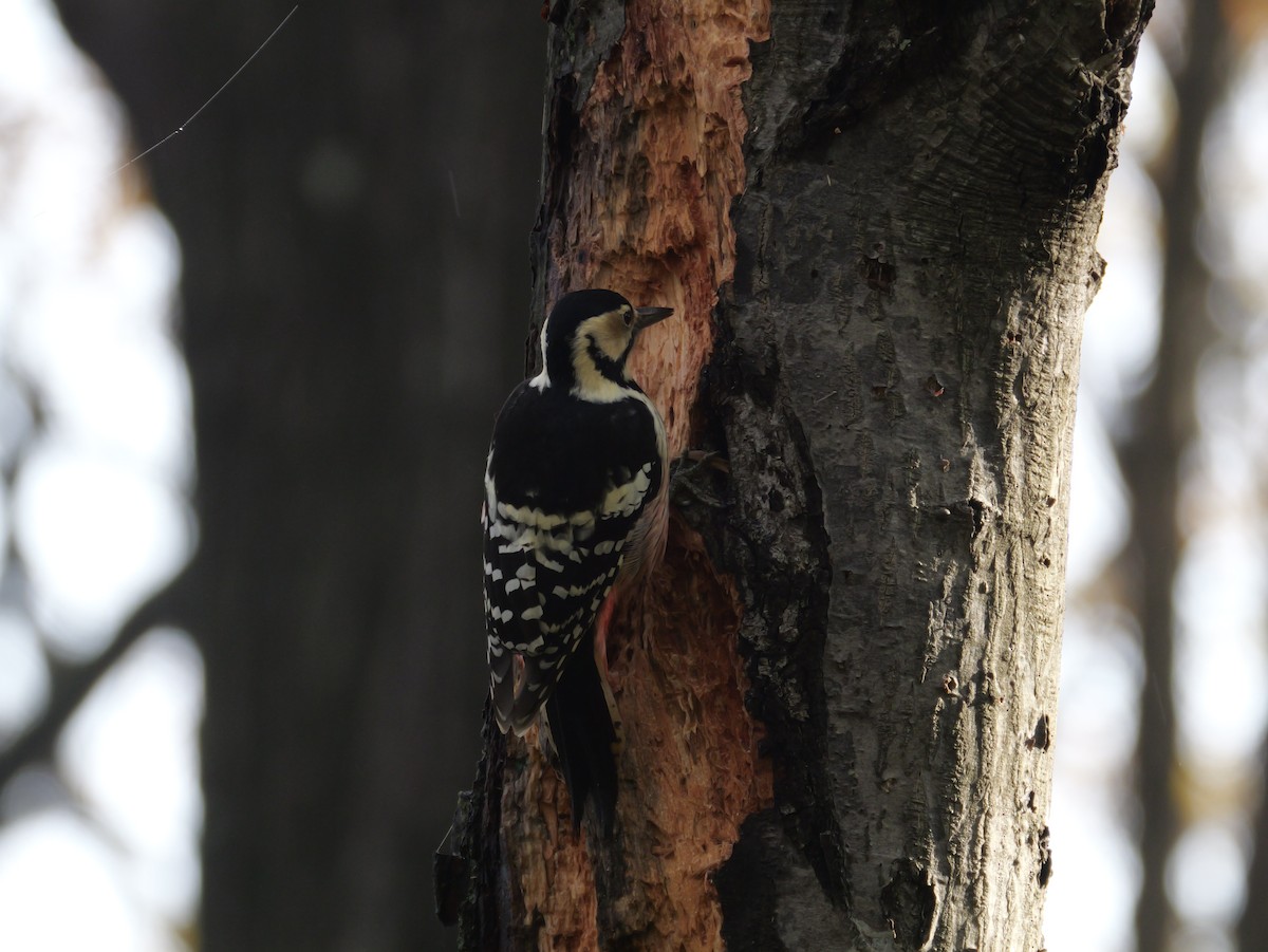 Хондлой цагаан тоншуул - ML644348890