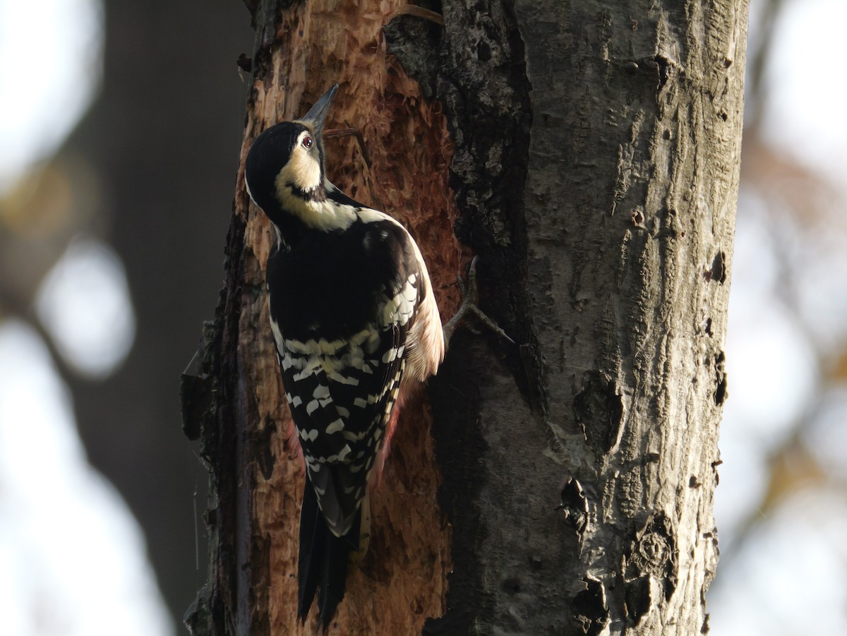 Хондлой цагаан тоншуул - ML644348891