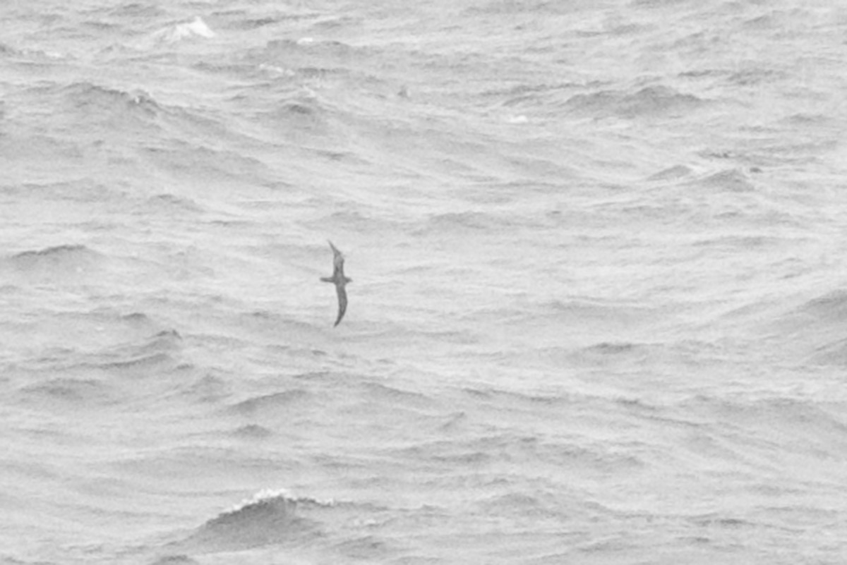 Wedge-tailed Shearwater - ML644348904