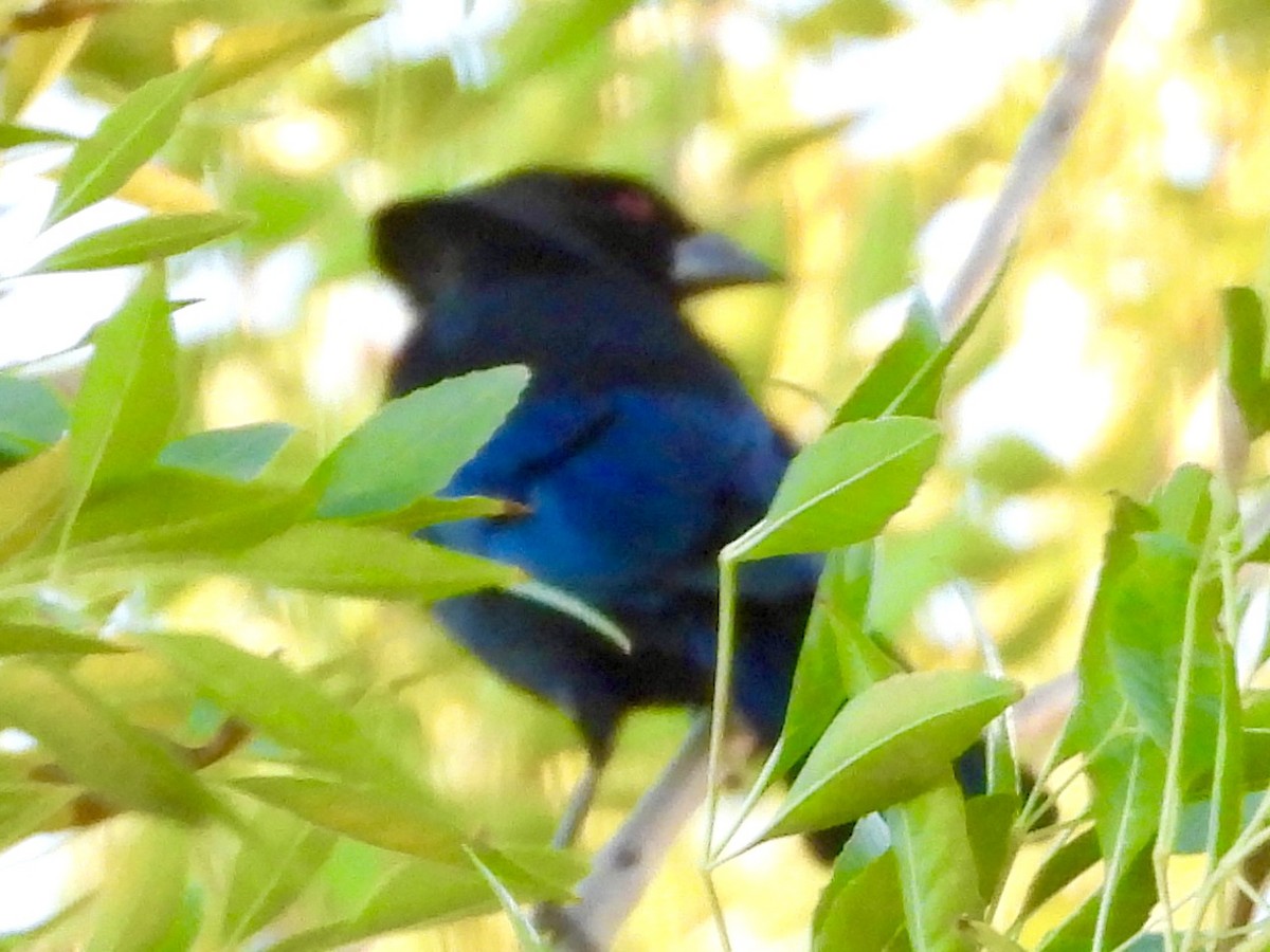 Bronzed Cowbird - ML644348911