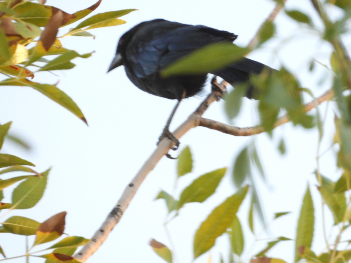 Bronzed Cowbird - ML644348912