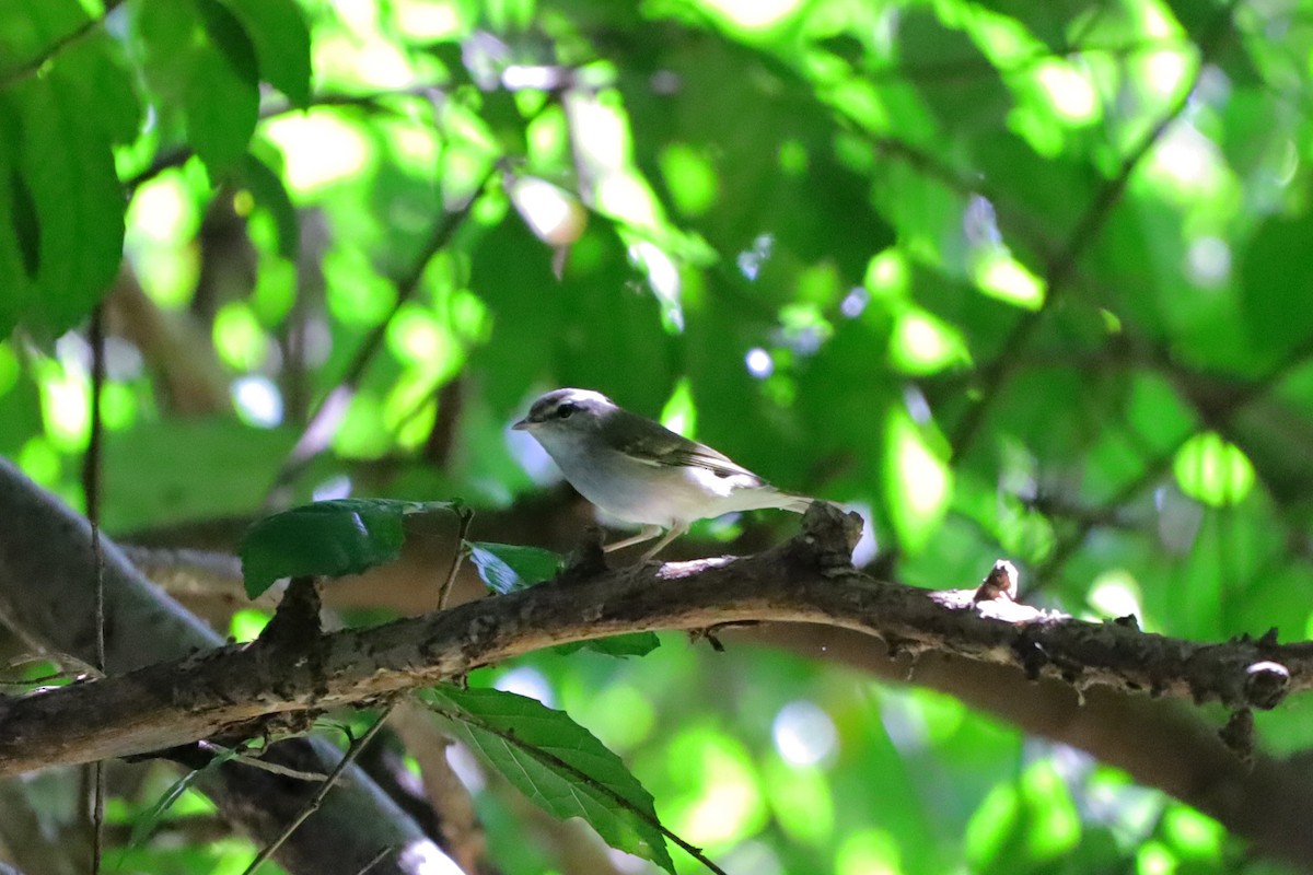 Вівчарик світлоногий - ML644348921