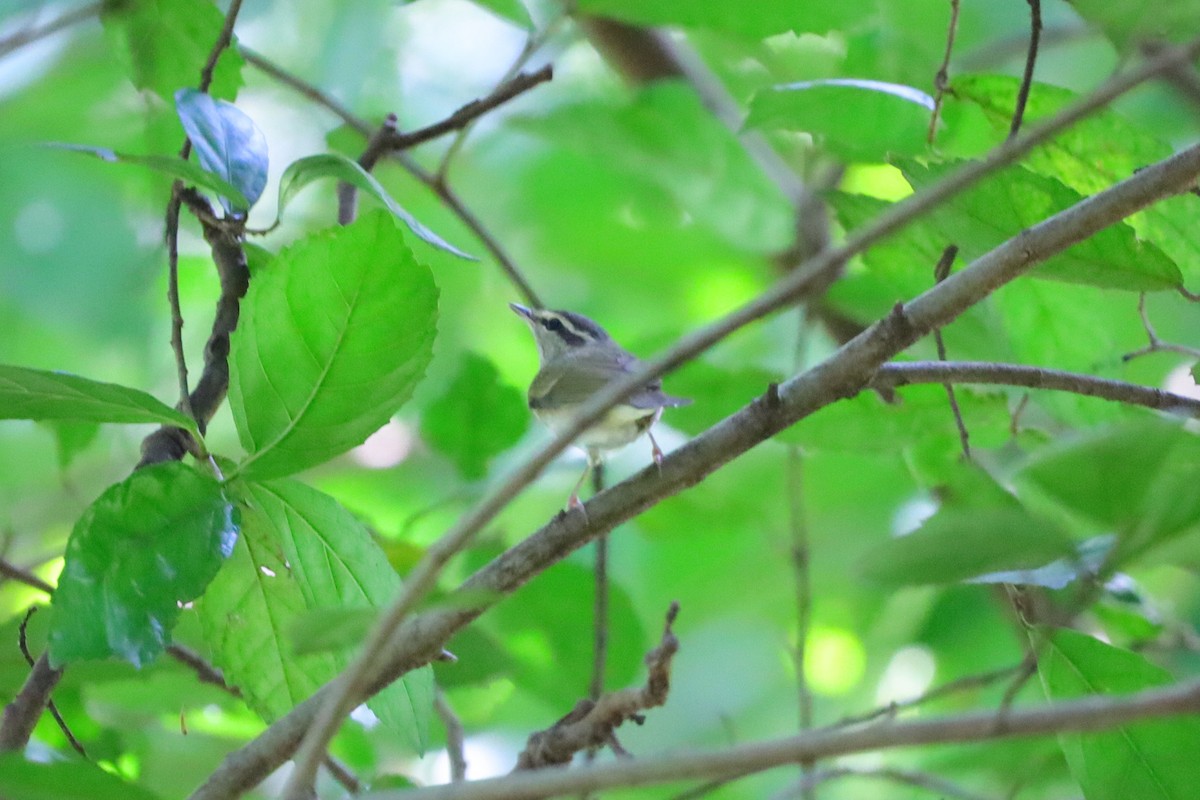 Вівчарик світлоногий - ML644348922