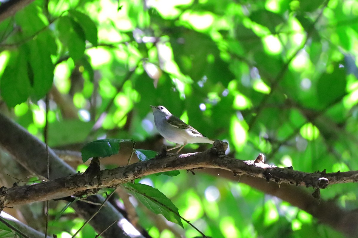 Вівчарик світлоногий - ML644348923