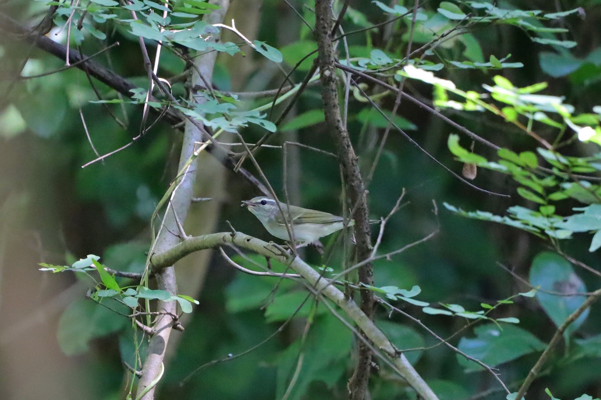 Вівчарик світлоногий - ML644348924