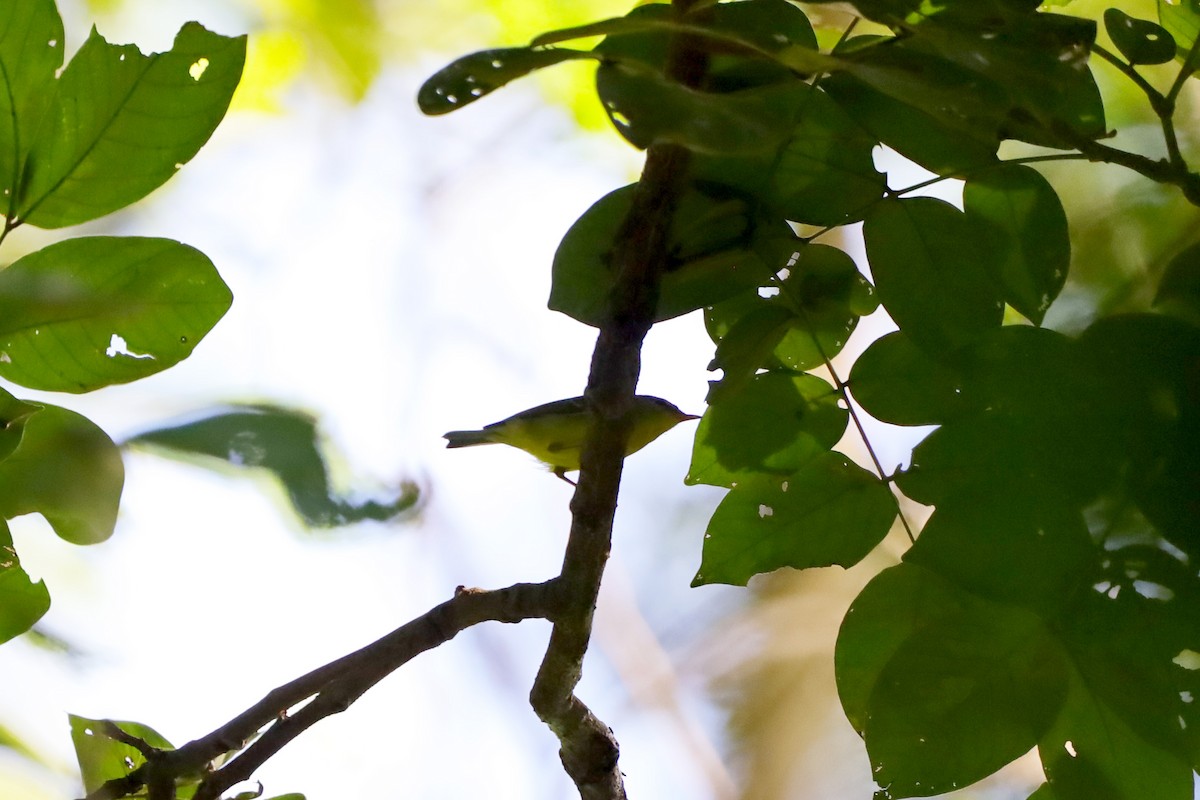 Sulphur-breasted Warbler - ML644348930