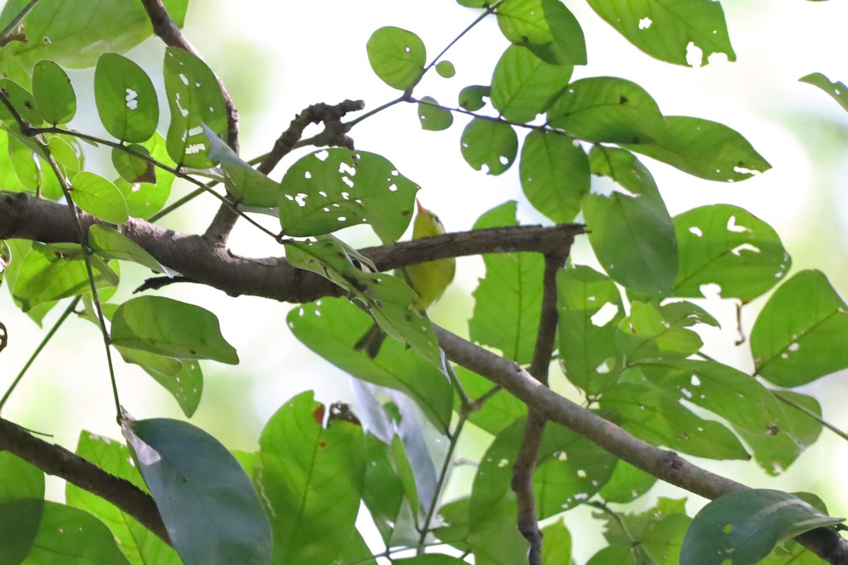 Sulphur-breasted Warbler - ML644348931