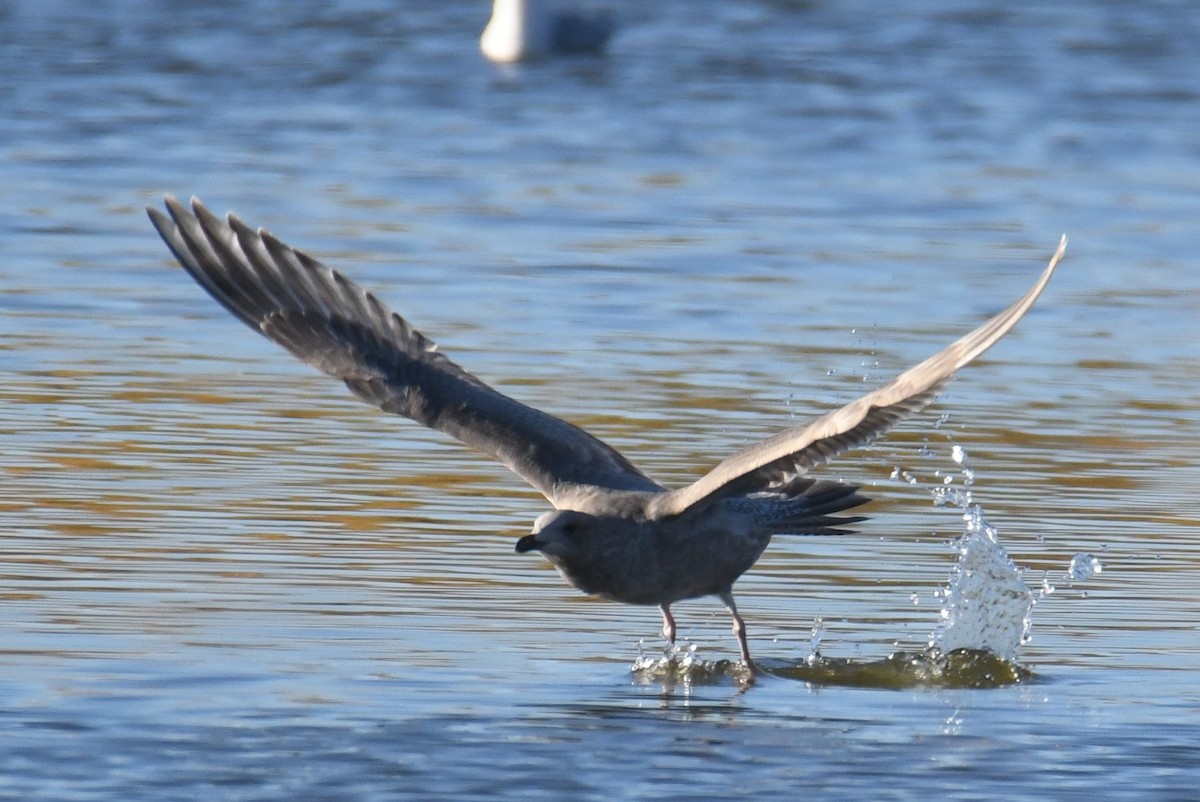 Kaio hegalzuria (thayeri) - ML644348943