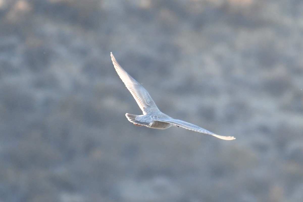 Kaio hegalzuria (thayeri) - ML644348944