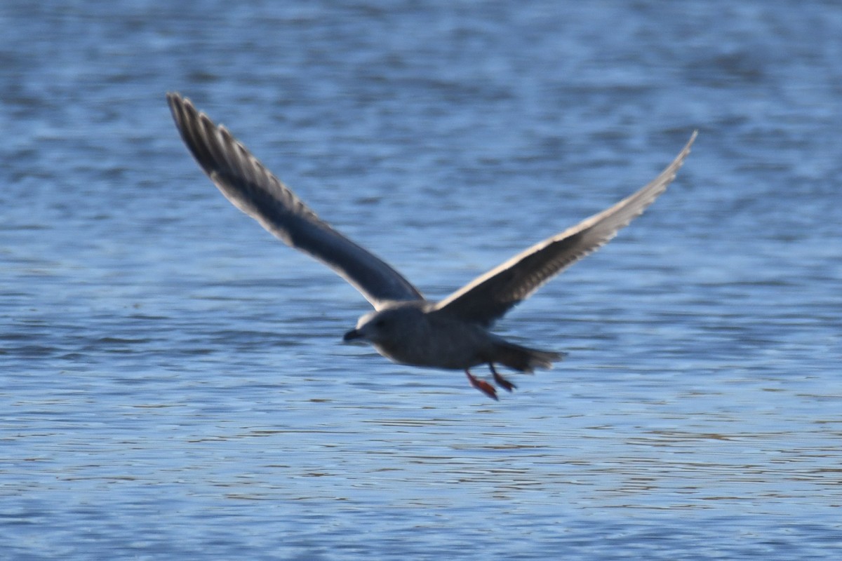 Kaio hegalzuria (thayeri) - ML644348945