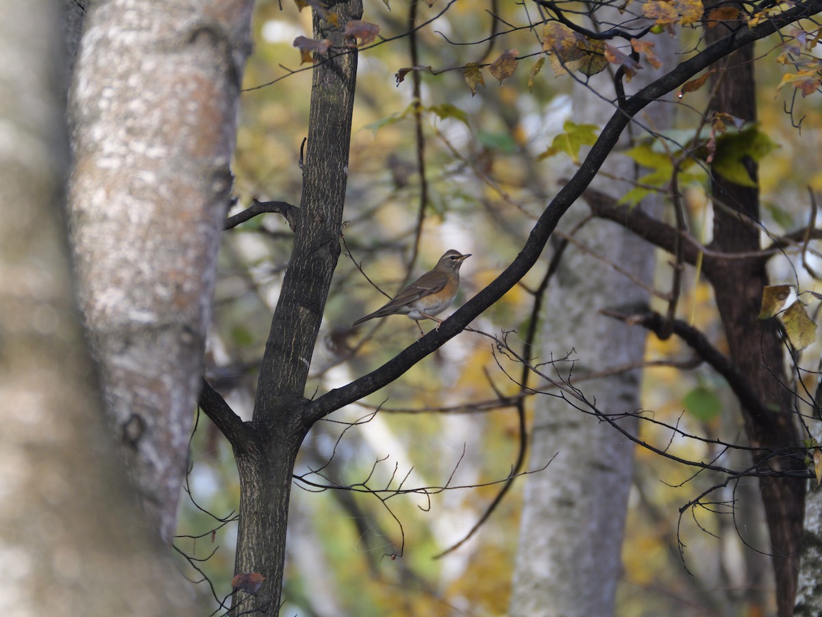 Халиун хөөндэй - ML644348946