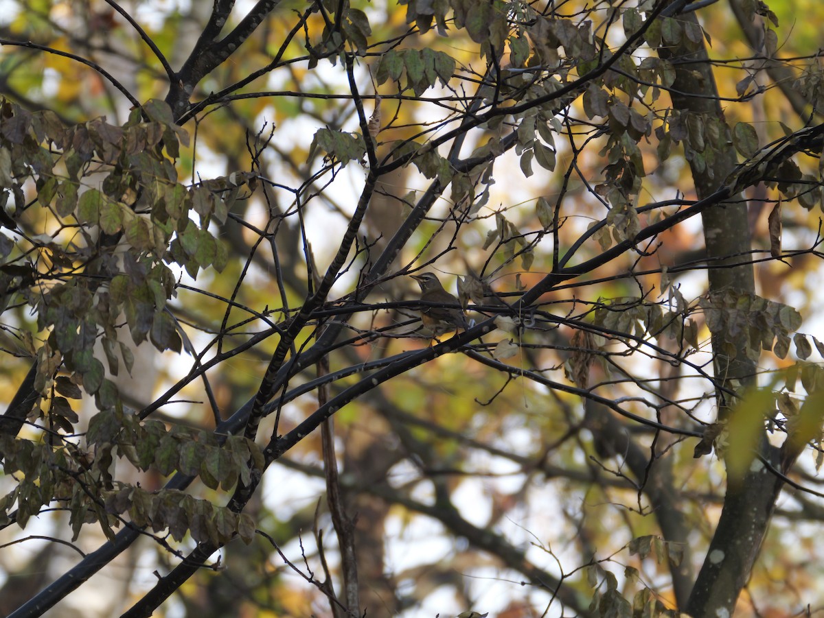 Халиун хөөндэй - ML644348947