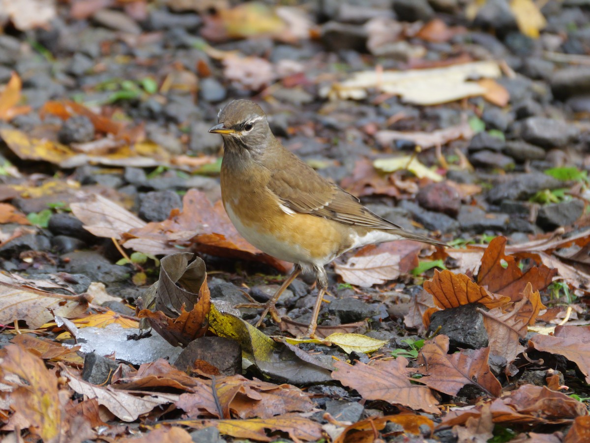 Халиун хөөндэй - ML644348948