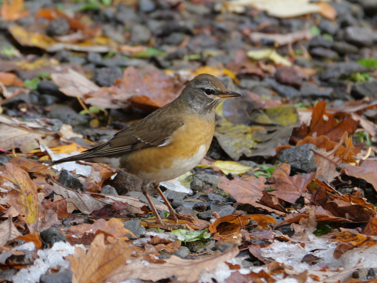 Халиун хөөндэй - ML644348949