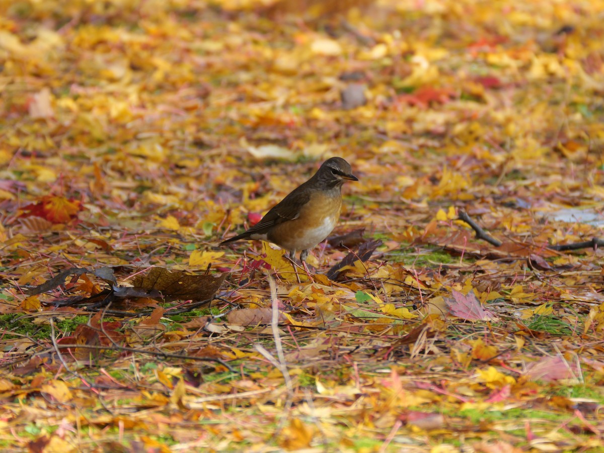 Халиун хөөндэй - ML644348950