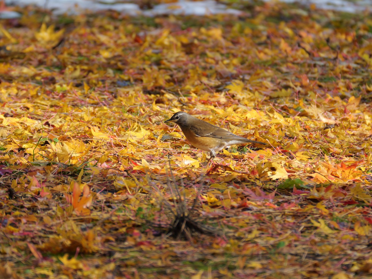 Халиун хөөндэй - ML644348951