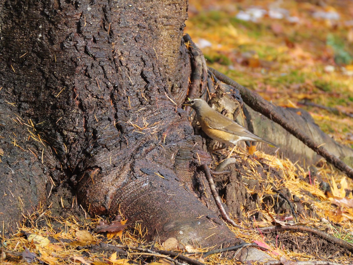 Халиун хөөндэй - ML644348952