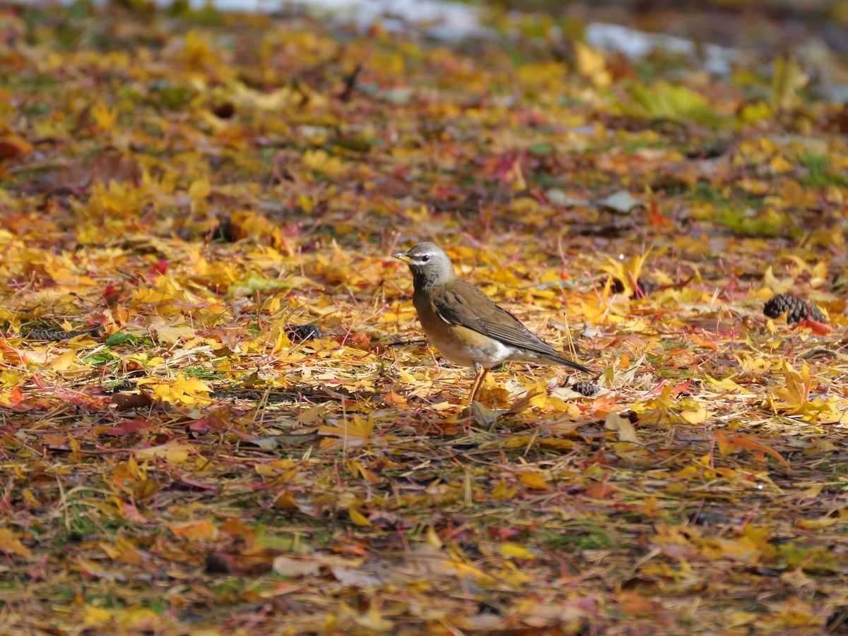 Халиун хөөндэй - ML644348953