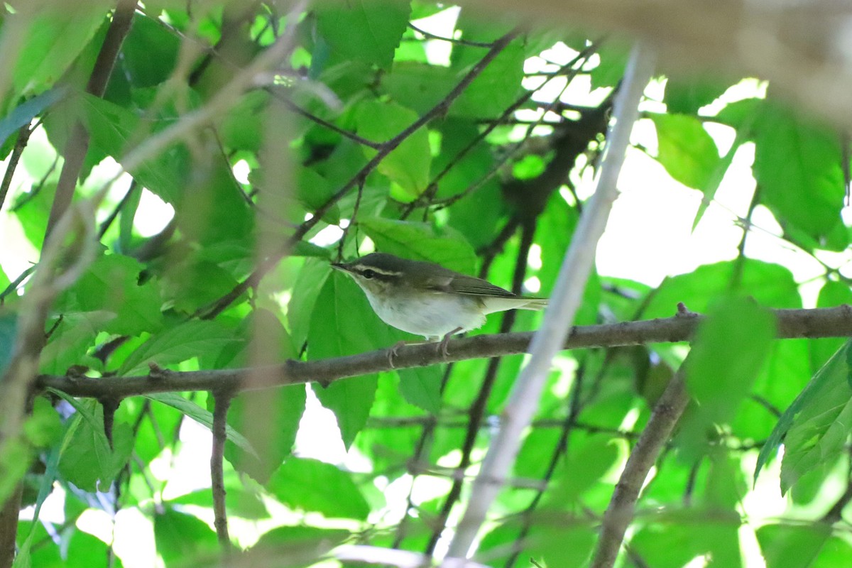 Вівчарик світлоногий - ML644348955