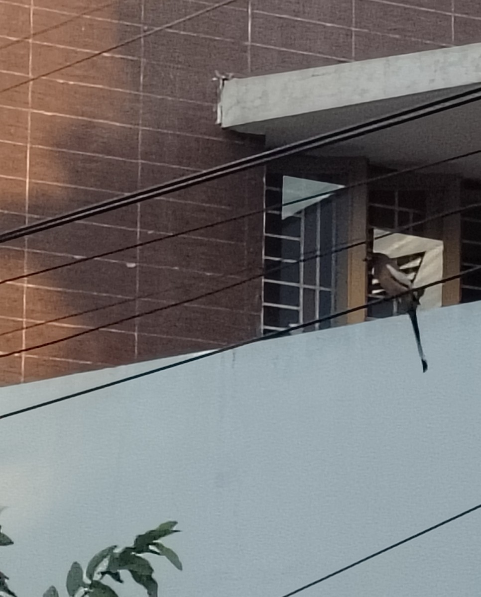 Kızıl Saksağan - ML644348977