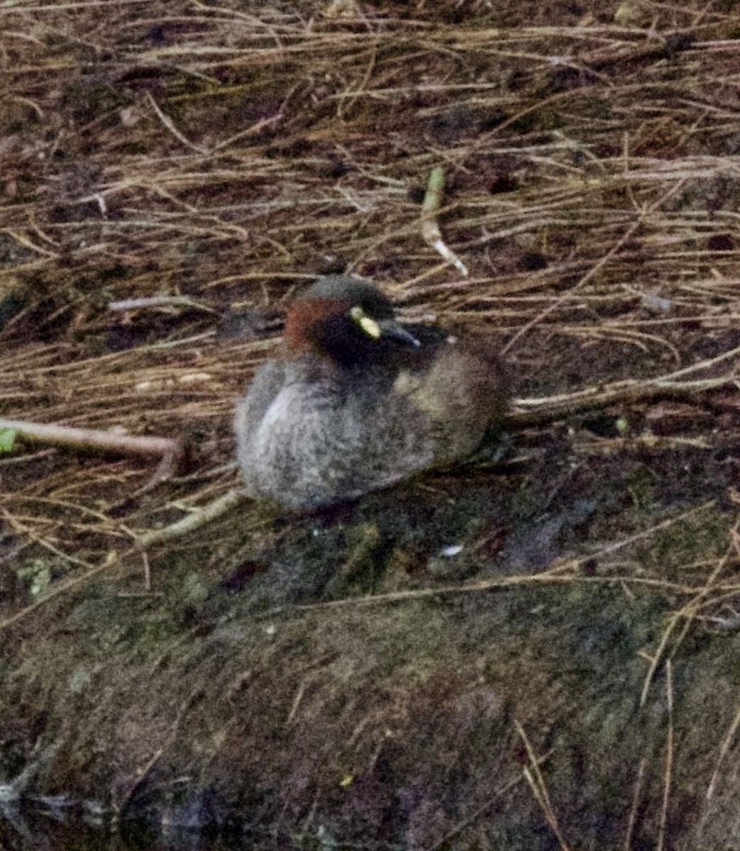Australasian Grebe - ML644348978