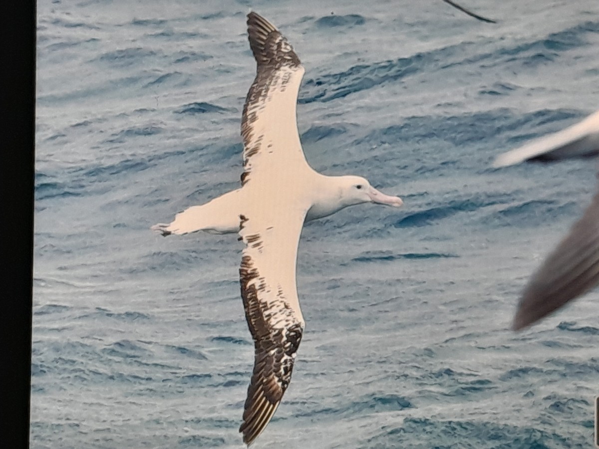 Antipodenalbatros (antipodensis) - ML644348981