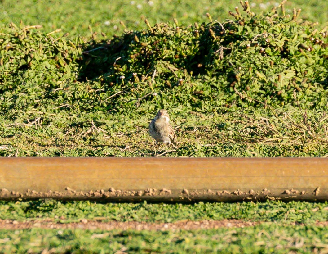 Thick-billed Longspur - ML644348999