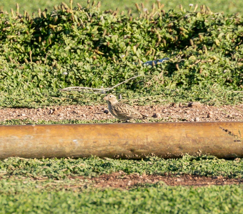 Thick-billed Longspur - ML644349000