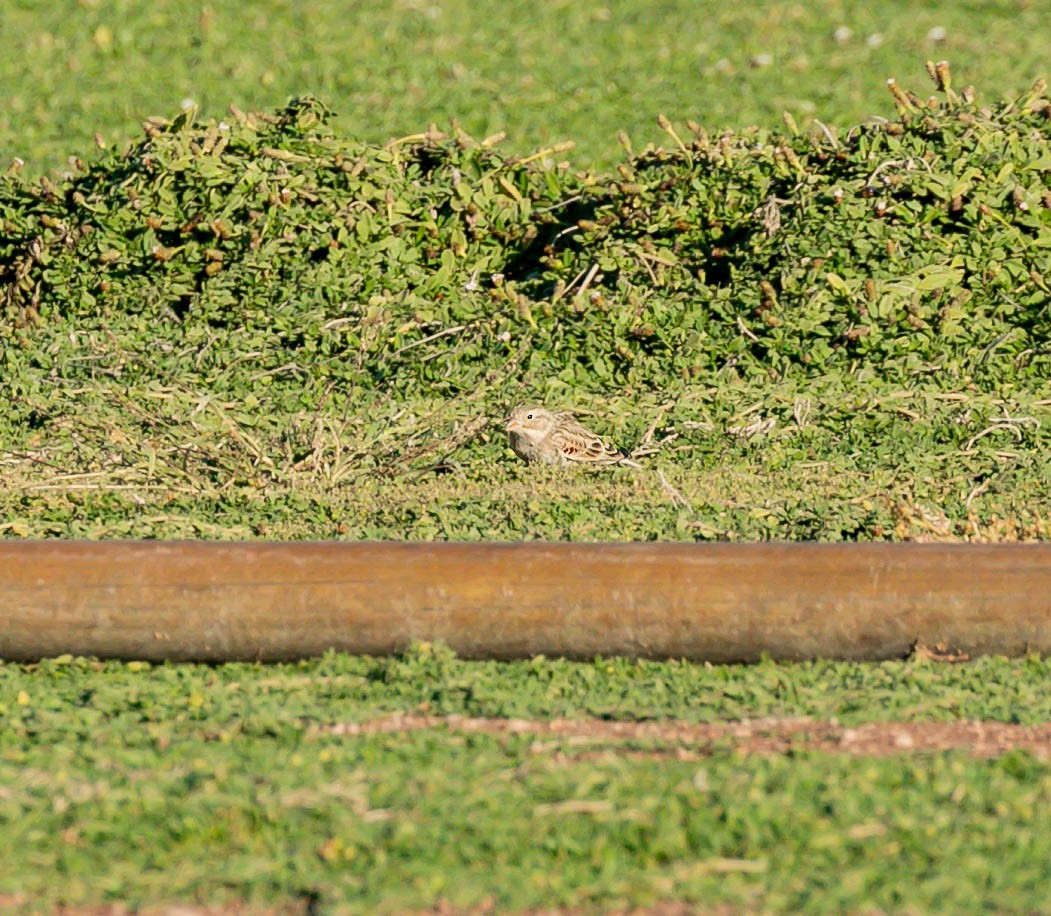 Thick-billed Longspur - ML644349001