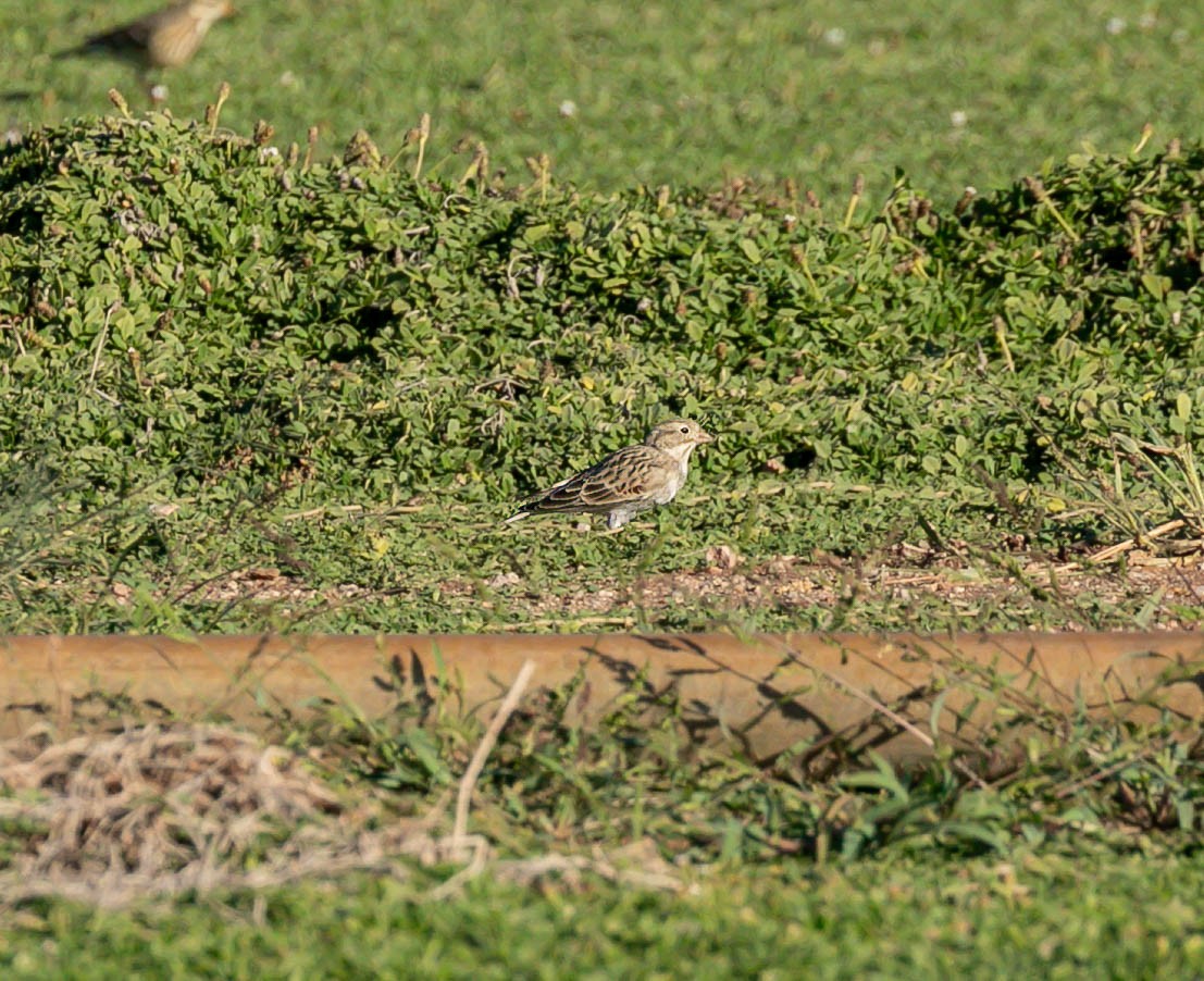Thick-billed Longspur - ML644349002