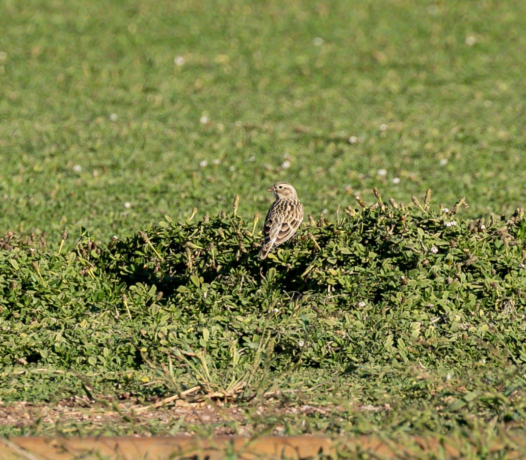 Thick-billed Longspur - ML644349003