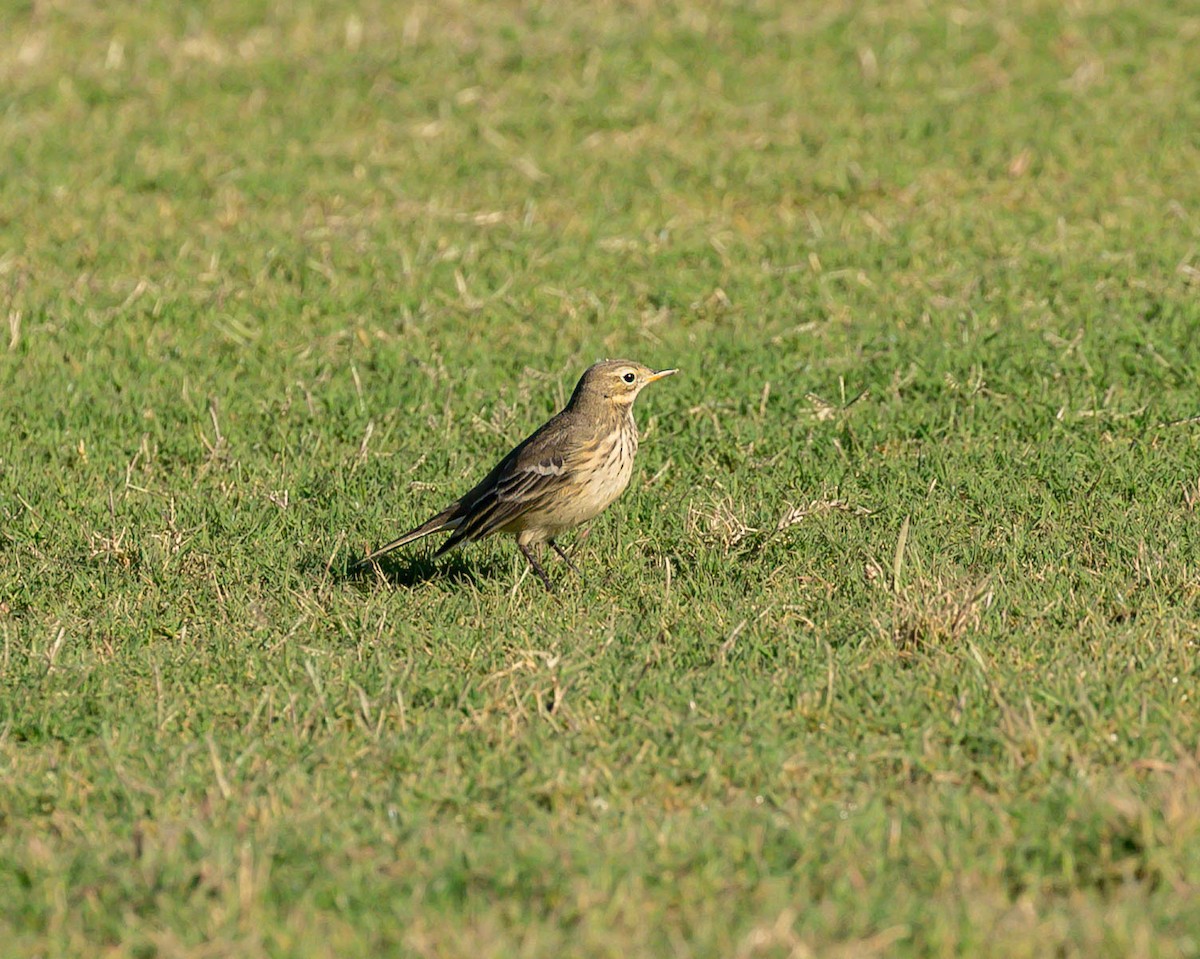 American Pipit - ML644349005