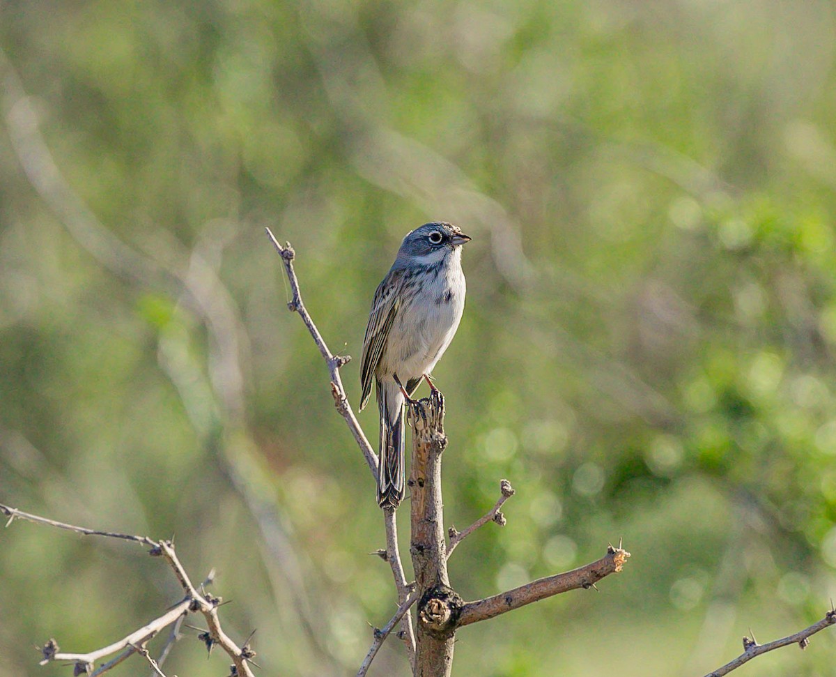 Sagebrush Sparrow - ML644349008