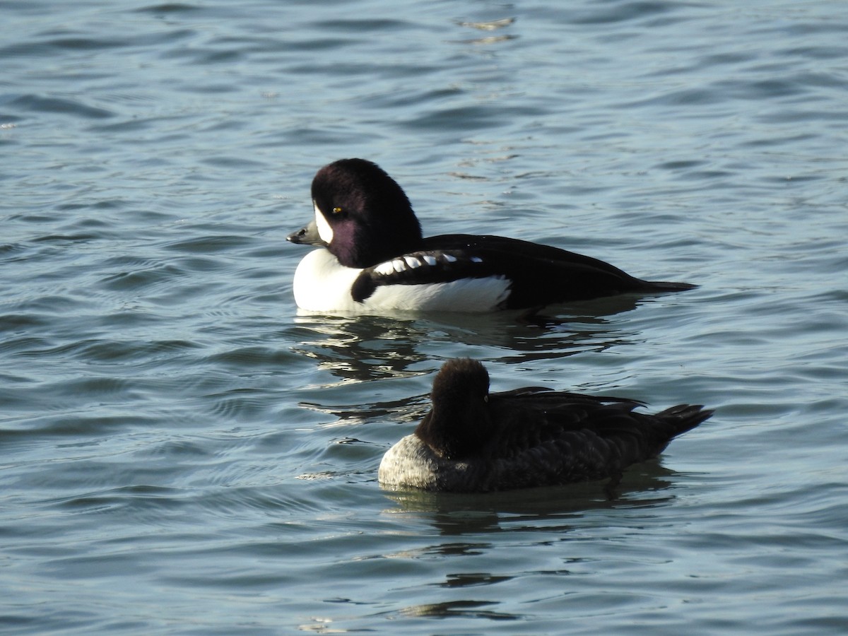 עבראש איסלנדי - ML644349014