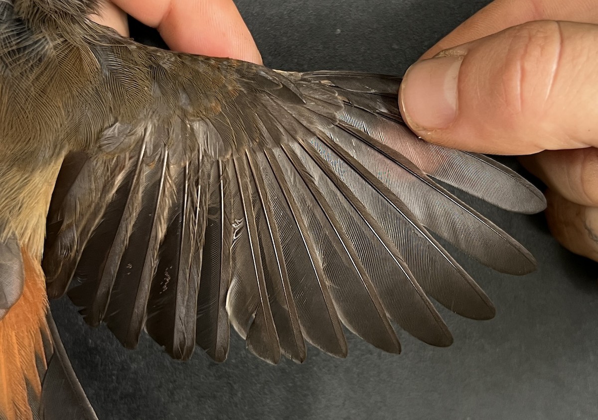 Micronesian Rufous Fantail (Marianas) - ML644349018