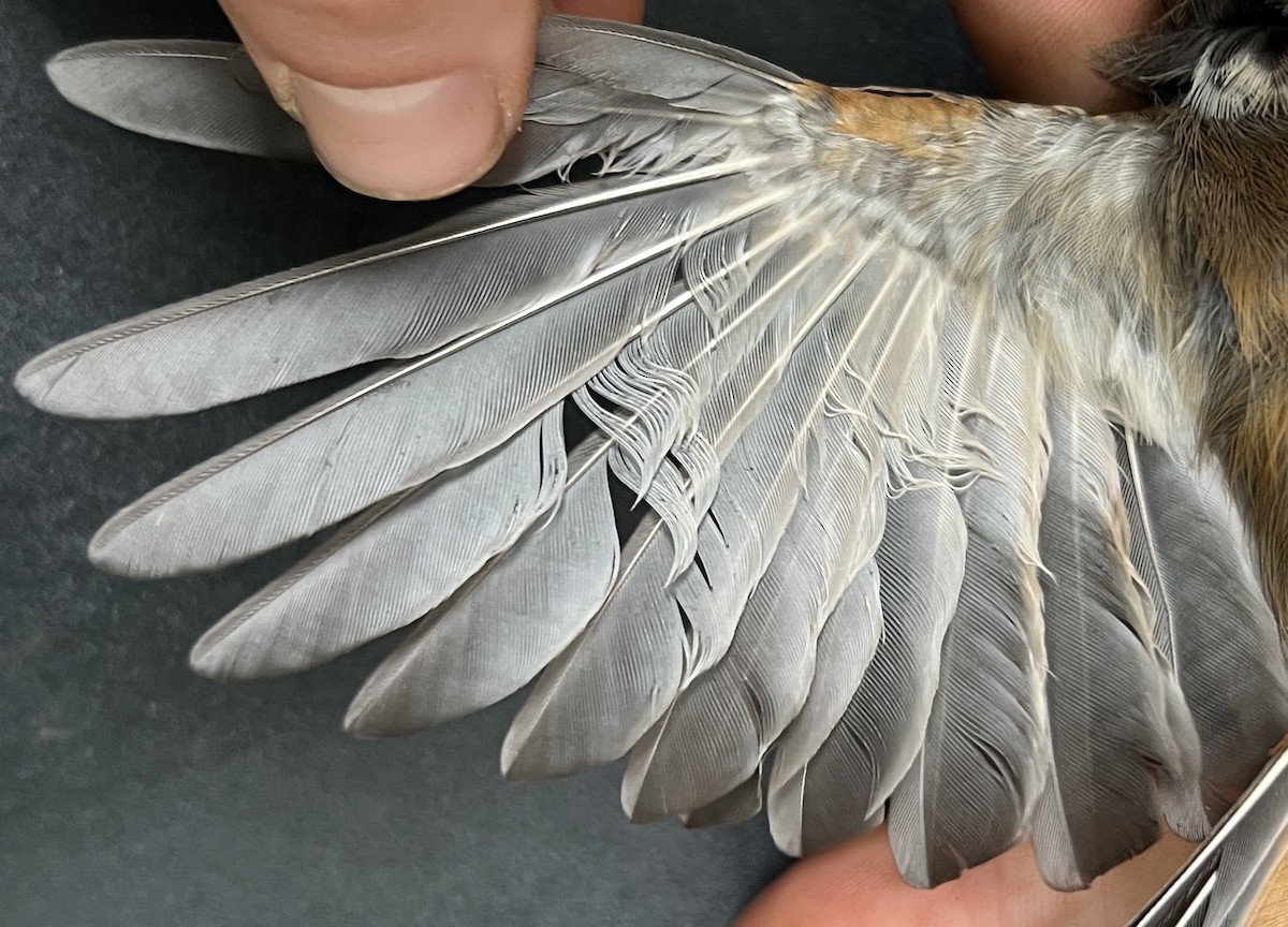 Micronesian Rufous Fantail (Marianas) - ML644349019