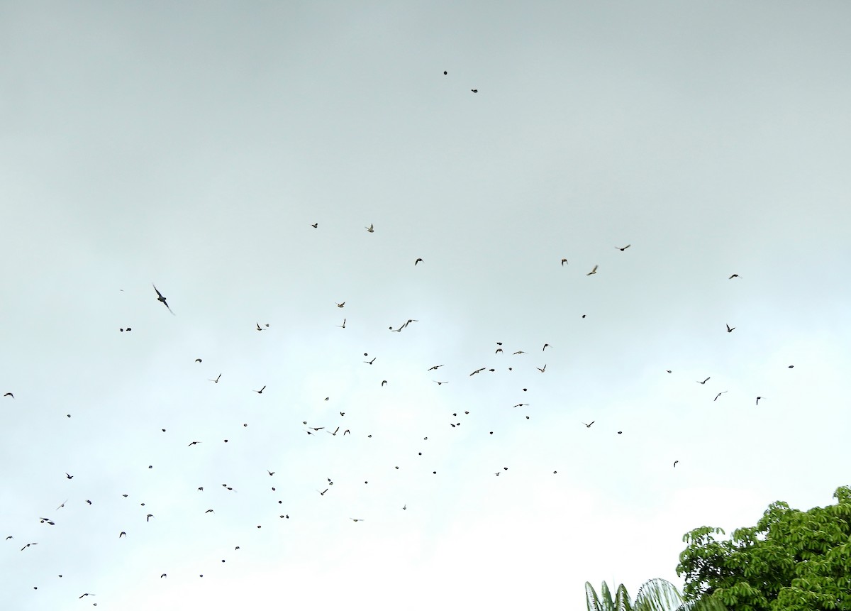 White-headed Munia - ML644349023