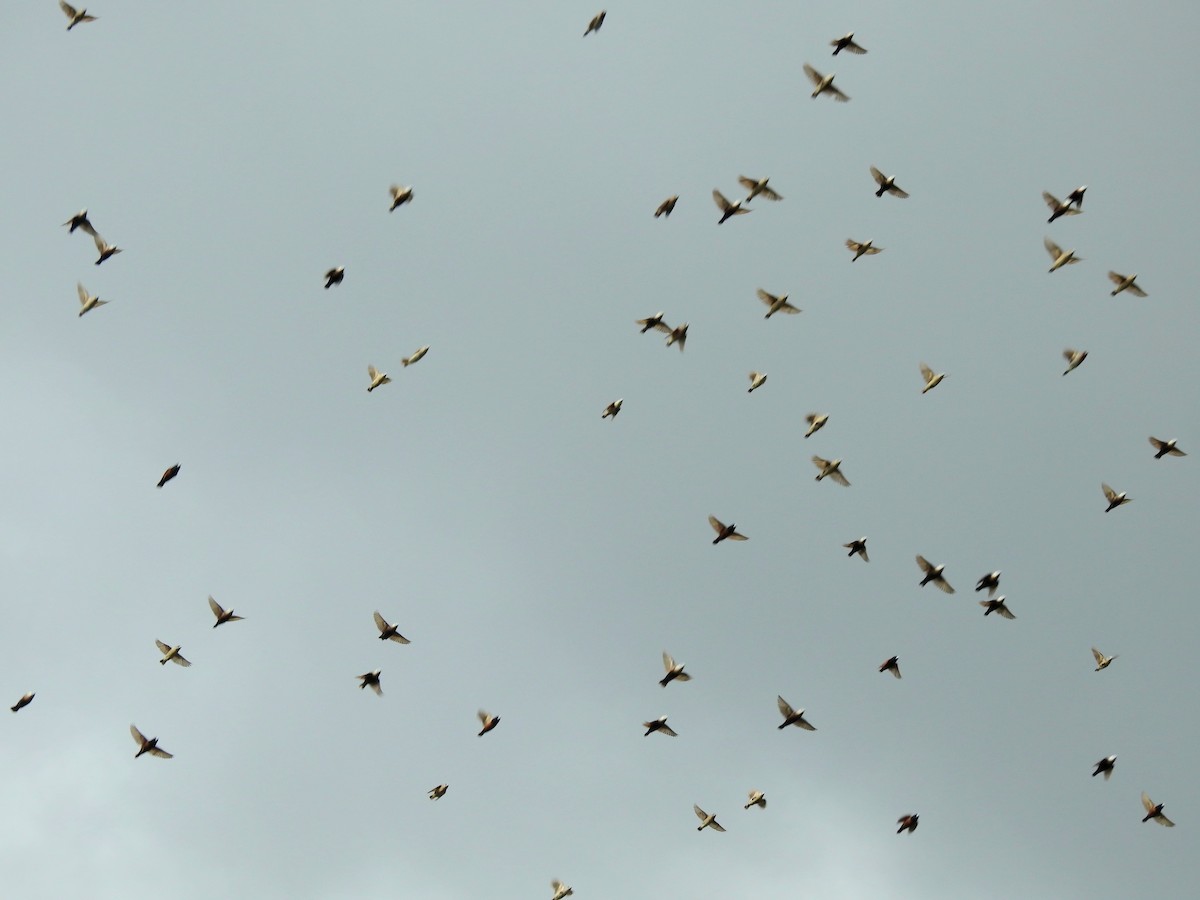 White-headed Munia - ML644349024