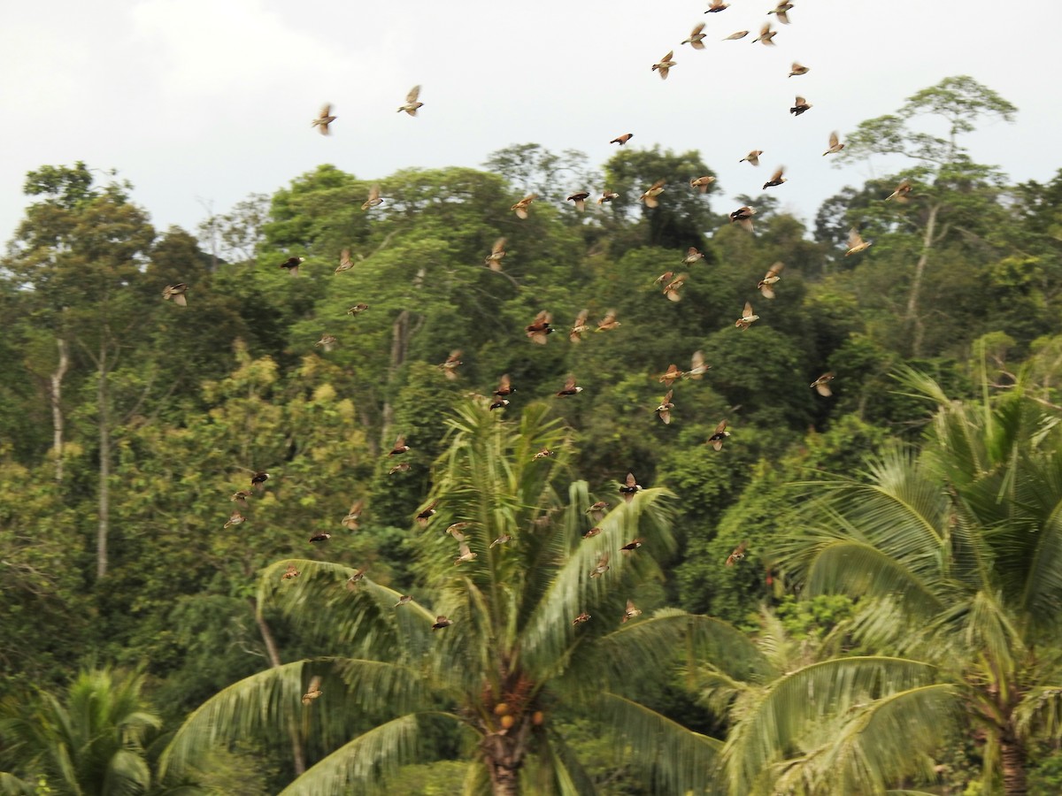 White-headed Munia - ML644349025