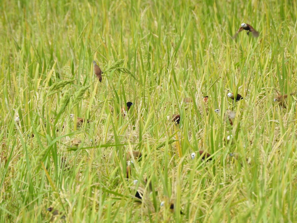 White-headed Munia - ML644349026