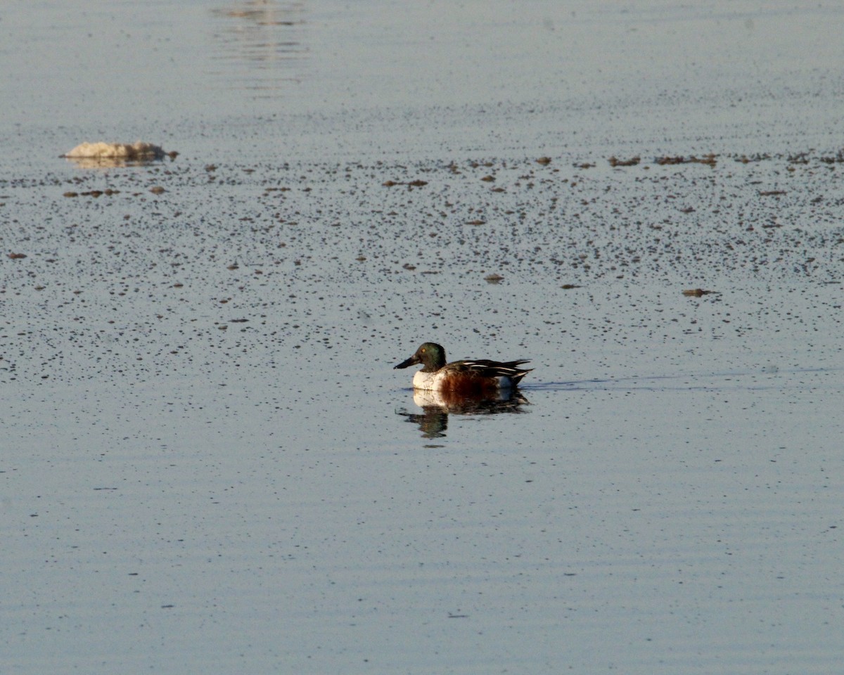 Ahate mokozabal zuria - ML644349028